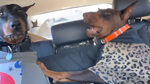 Illustration : Les irrésistibles chamailleries de ces 2 Dobermanns sur la banquette arrière rappellent celles d’enfants pendant un trajet en voiture (vidéo)