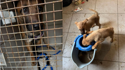 Illustration : "Ils vivaient dans des conditions particuli&egrave;rement d&eacute;plorables", 8 chiens dont une m&egrave;re et ses chiots d&eacute;nutris voient enfin le bout du tunnel