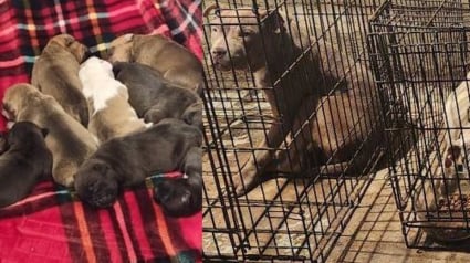 Illustration : La police venue enqu&ecirc;ter sur une affaire de stup&eacute;fiants d&eacute;couvre 18 chiens d&eacute;tenus dans des cages insalubres et impatients d'&ecirc;tre lib&eacute;r&eacute;s 