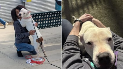 Illustration : Jamais avare en c&acirc;lins, cette chienne d&eacute;bordante d'affection et en qu&ecirc;te d'un nouveau d&eacute;part est "pr&ecirc;te &agrave; faire sourire quelqu'un" 