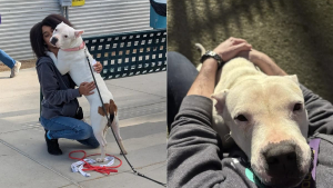 Illustration : Jamais avare en câlins, cette chienne débordante d'affection et en quête d'un nouveau départ est 