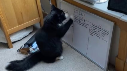 Illustration : Ne supportant pas les r&eacute;solutions de sa ma&icirc;tresse pour 2026, ce chat d&eacute;cide de leur donner une toute nouvelle direction (vid&eacute;o)