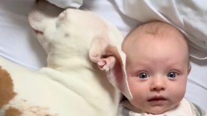 Illustration : Une Pitbull sourde accueille sa petite sœur humaine avec amour et devient instantanément sa maman de cœur (vidéo)