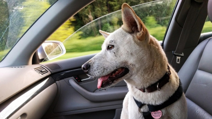 Illustration : "Le propri&eacute;taire avait entrouvert les vitres croyant que cela suffirait", un chien enferm&eacute; dans la voiture par 49&deg;C est sauv&eacute; in extremis