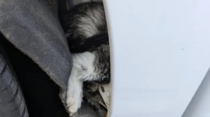 Illustration : En route pour voir des amis, il bifurque en apercevant un chaton en d&eacute;tresse au bord de la route