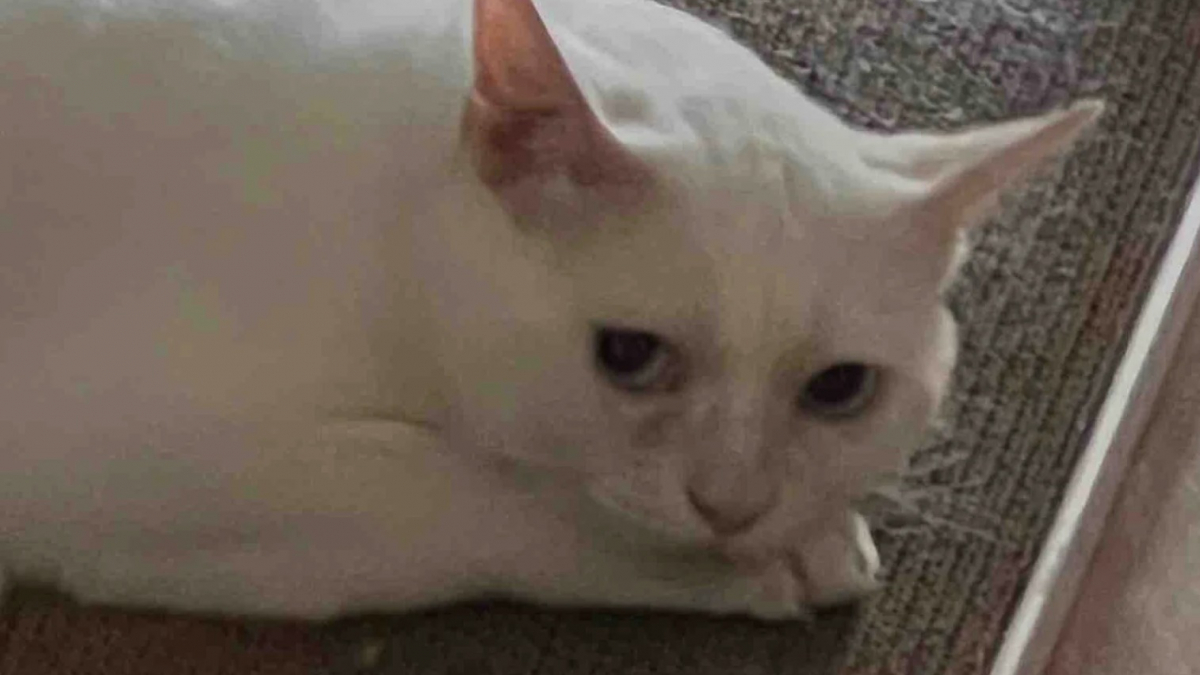 Illustration : "Terrifié par les humains au point de vouloir les mordre, un chat errant et sourd change radicalement de comportement une fois en sécurité"