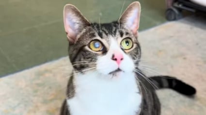 Illustration : Apr&egrave;s 550 jours au refuge, cette chatte qui n'int&eacute;ressait personne &agrave; cause de son oeil voil&eacute; re&ccedil;oit une nouvelle qui change sa vie (vid&eacute;o)