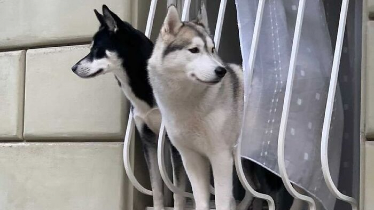 Illustration : "15 chiens qui espionnent le quartier par la fenêtre comme de vraies commères "