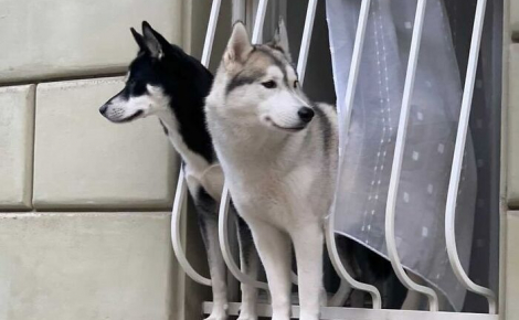 15 chiens qui espionnent le quartier par la fenêtre comme de vraies commères 