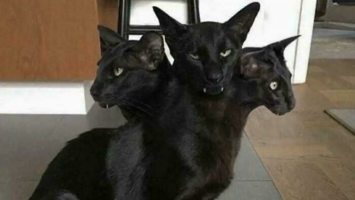 Illustration : "14 photos qui prouvent que les chats sont des êtres surnaturels"