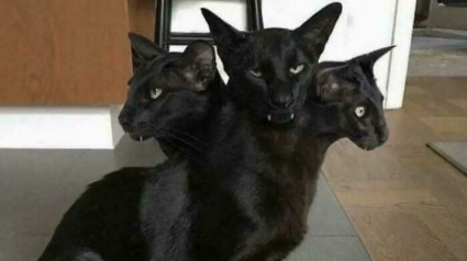 Illustration : 14 photos qui prouvent que les chats sont des &ecirc;tres surnaturels