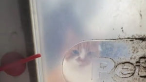 Illustration : Ayant emménagé depuis peu, ils reçoivent un accueil chaleureux peu commun de la part du chat des voisins (vidéo)