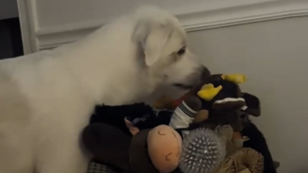 Illustration : "Tous les soirs, l'adorable rituel de cette chienne pointilleuse en matière de jouets attendrit sa famille (vidéo)"