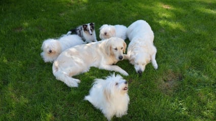 Illustration : Les 10 races de chiens qui ont conquis le coeur des Fran&ccedil;ais en 2025, la Centrale Canine d&eacute;voile son nouveau classement