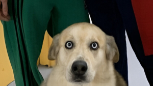 Illustration : A l’infirmerie de ce lycée, les élèves découvrent un chien médiateur qui change leur façon de se confier