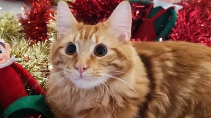 Illustration : Ce chat star d'un Ehpad dispara&icirc;t des couloirs de l'&eacute;tablissement &agrave; cause d'une blessure et tout le monde s'organise pour l'aider &agrave; se faire op&eacute;rer