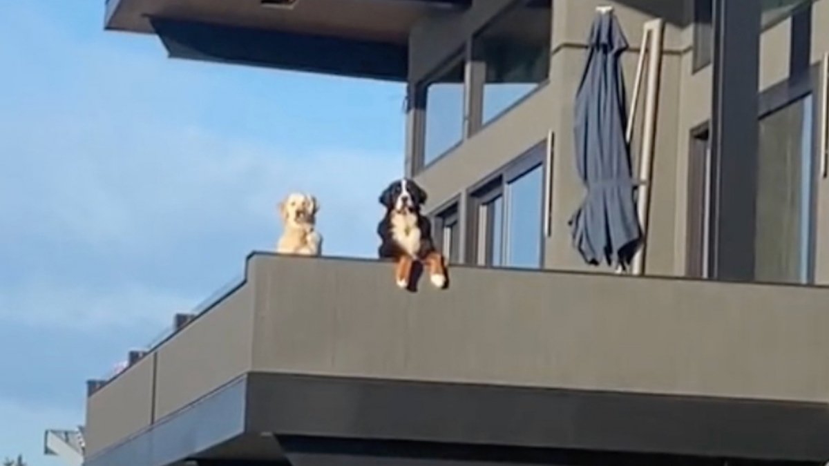 Illustration : "« Cela ressemble au début d’un film », 2 chiens emménagent dans un nouveau quartier et attirent l'attention de leur voisine canine (vidéo)"