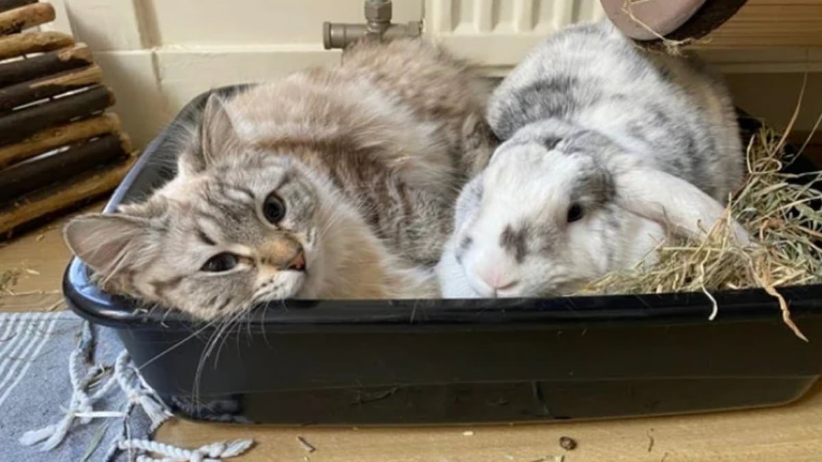 Illustration : "16 photos de chats qui prouvent que les siestes peuvent se faire n’importe où "