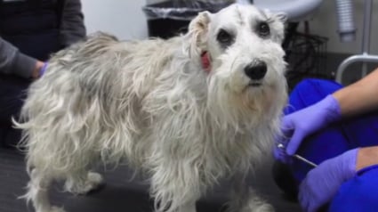 Illustration : Les pertes d&rsquo;&eacute;quilibre d&rsquo;un chien inqui&egrave;tent sa famille qui apprend qu&rsquo;il souffre d&rsquo;une tumeur, mais une op&eacute;ration fait rena&icirc;tre l&rsquo;espoir