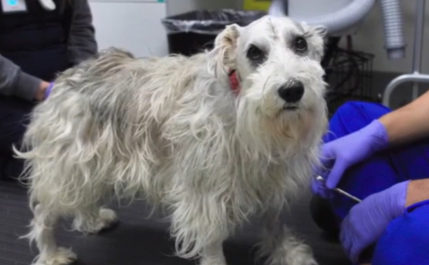 Les pertes d’équilibre d’un chien inquiètent sa famille qui apprend qu’il souffre d’une tumeur, mais une opération fait renaître l’espoir