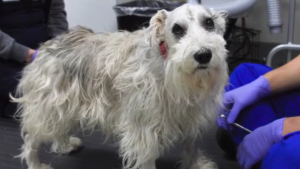 Illustration : Les pertes d’équilibre d’un chien inquiètent sa famille qui apprend qu’il souffre d’une tumeur, mais une opération fait renaître l’espoir