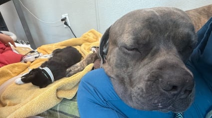 Illustration : Alors que tout espoir semblait perdu, une chatte dans un &eacute;tat critique survit gr&acirc;ce au don de sang d&rsquo;un Mastiff (vid&eacute;o)