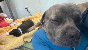 Illustration : Alors que tout espoir semblait perdu, une chatte dans un état critique survit grâce au don de sang d’un Mastiff (vidéo)