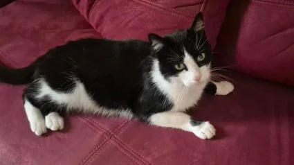 Illustration : "Comment a-t-il fait ?", disparu pendant 5 mois, un chat parcourt 250 kilom&egrave;tres pour retrouver sa famille