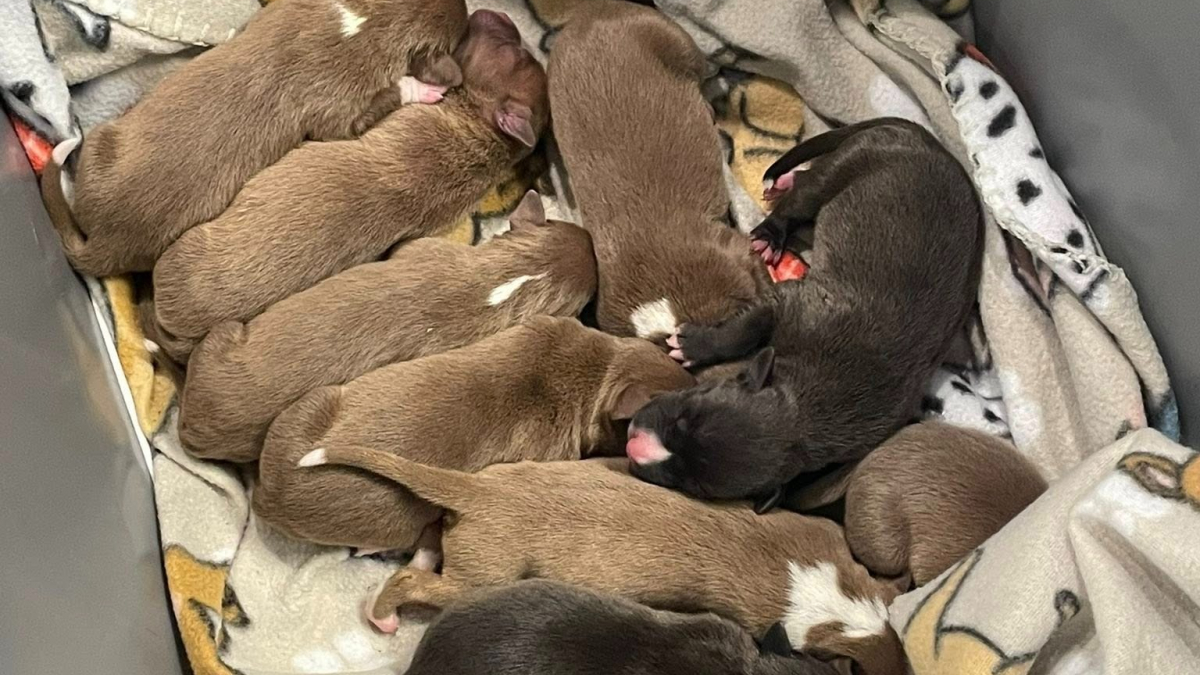 Illustration : "« Chiots gratuits », 9 chiots nouveau-nés abandonnés dans un baquet trouvent refuge grâce à la solidarité locale "