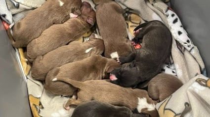 Illustration : &laquo; Chiots gratuits &raquo;, 9 chiots nouveau-n&eacute;s abandonn&eacute;s dans un baquet trouvent refuge gr&acirc;ce &agrave; la solidarit&eacute; locale 