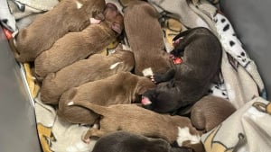 Illustration : "« Chiots gratuits », 9 chiots nouveau-nés abandonnés dans un baquet trouvent refuge grâce à la solidarité locale "