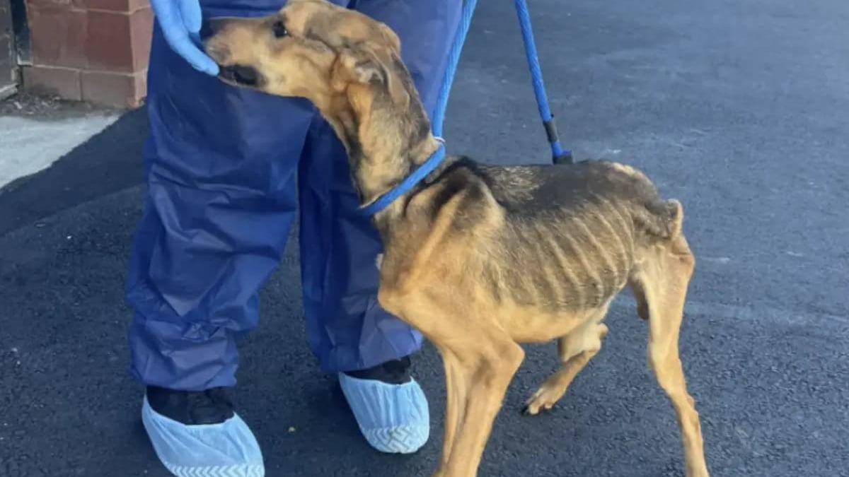 Illustration : "Tenant à peine sur ses pattes, ce chien comparé à un 