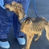 Illustration : Tenant &agrave; peine sur ses pattes, ce chien compar&eacute; &agrave; un "squelette ambulant" voit sa vie changer en arrivant au refuge