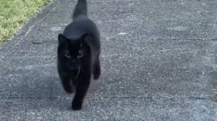 Illustration : La joie de vivre de cet attachant chat atteint de nanisme s&rsquo;exprime jusque dans sa d&eacute;marche singuli&egrave;re (vid&eacute;o)