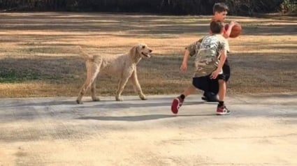 Illustration : Chaque jour, cette chienne franchit la rue pour passer du temps avec une famille qui n&rsquo;est pas la sienne (vid&eacute;o)