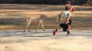 Illustration : Chaque jour, cette chienne franchit la rue pour passer du temps avec une famille qui n’est pas la sienne (vidéo)
