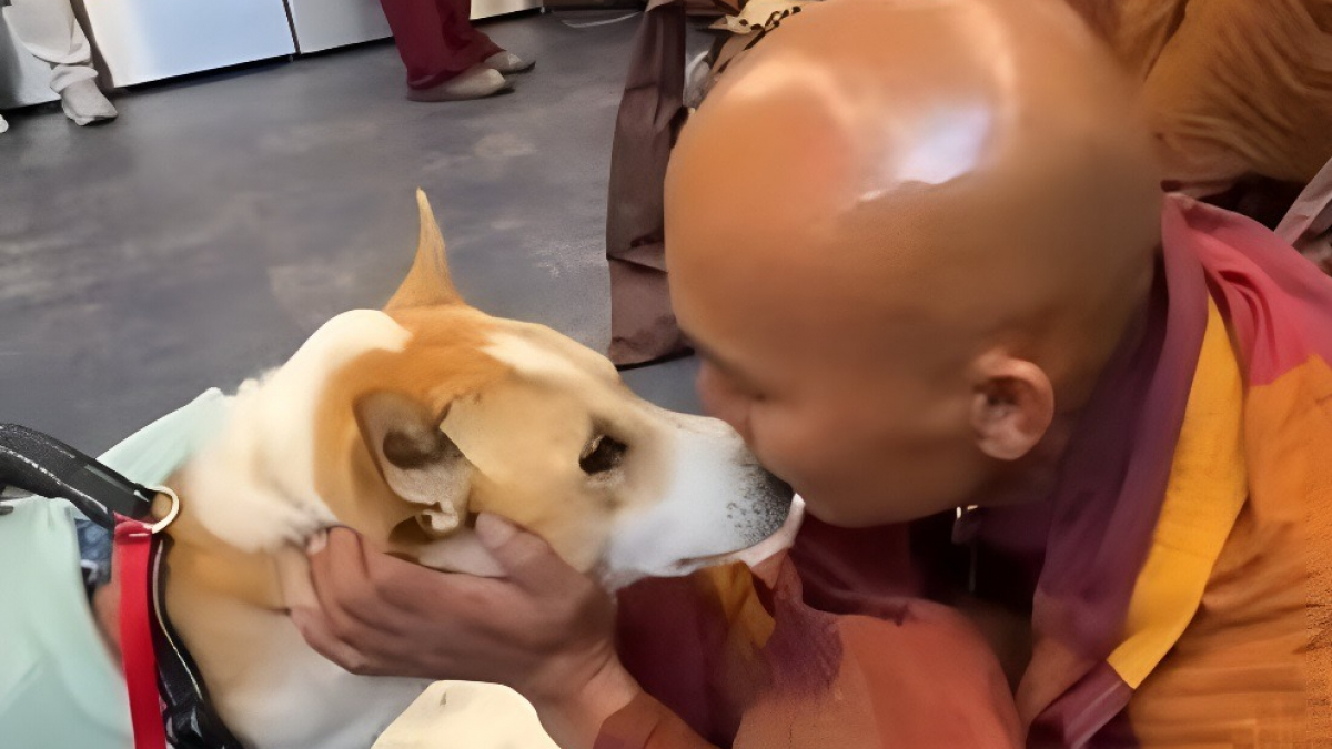 Illustration : "Des nouvelles d'Aloka, chien mascotte d'une marche pour la paix et opéré gratuitement après s'être blessé à la patte (vidéo)"