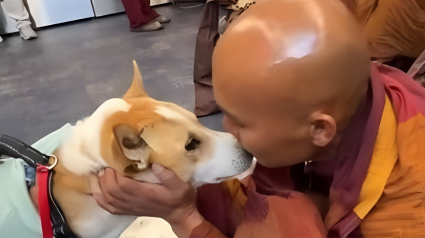 Illustration : Des nouvelles d'Aloka, chien mascotte d'une marche pour la paix et op&eacute;r&eacute; gratuitement apr&egrave;s s'&ecirc;tre bless&eacute; &agrave; la patte (vid&eacute;o)