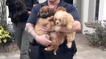 Illustration : D&eacute;masqu&eacute;e par de faux acheteurs, elle &eacute;levait des dizaines de chiens et de chiots dans des conditions alarmantes