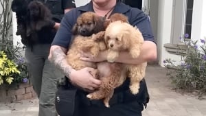 Illustration : "Démasquée par de faux acheteurs, elle élevait des dizaines de chiens et de chiots dans des conditions alarmantes"