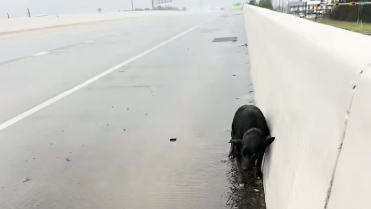 Illustration : "Sous une pluie battante, une automobiliste croise une chienne prostrée sur l’autoroute et découvre rapidement sa triste histoire (vidéo)"