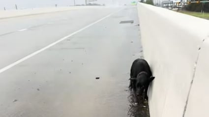 Illustration : Sous une pluie battante, une automobiliste croise une chienne prostr&eacute;e sur l&rsquo;autoroute et d&eacute;couvre rapidement sa triste histoire (vid&eacute;o)
