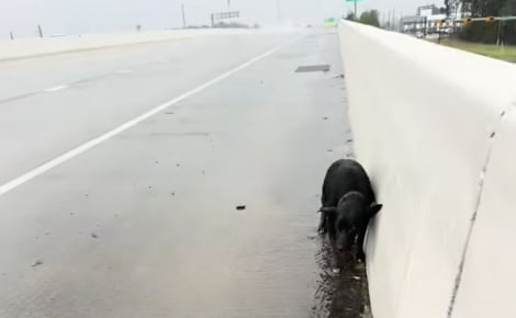 Sous une pluie battante, une automobiliste croise une chienne prostrée sur l’autoroute et découvre rapidement sa triste histoire (vidéo)