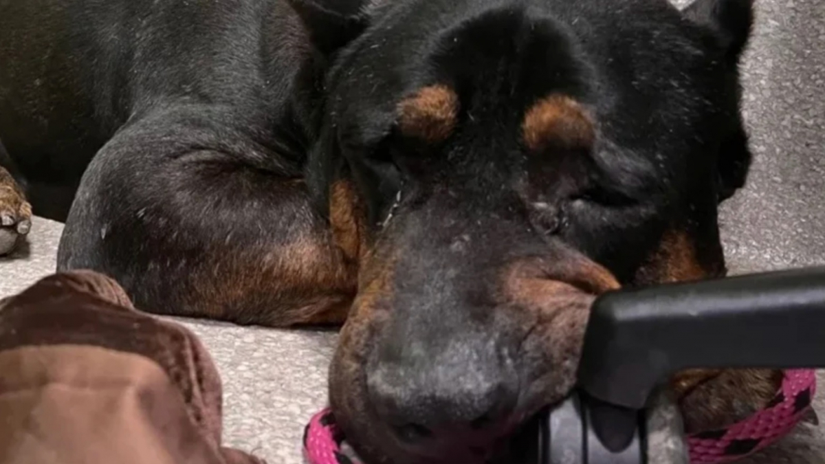 Illustration : "Le chien le plus triste du refuge devient « le plus heureux » avec en prime une transformation physique impressionnante (vidéo)"