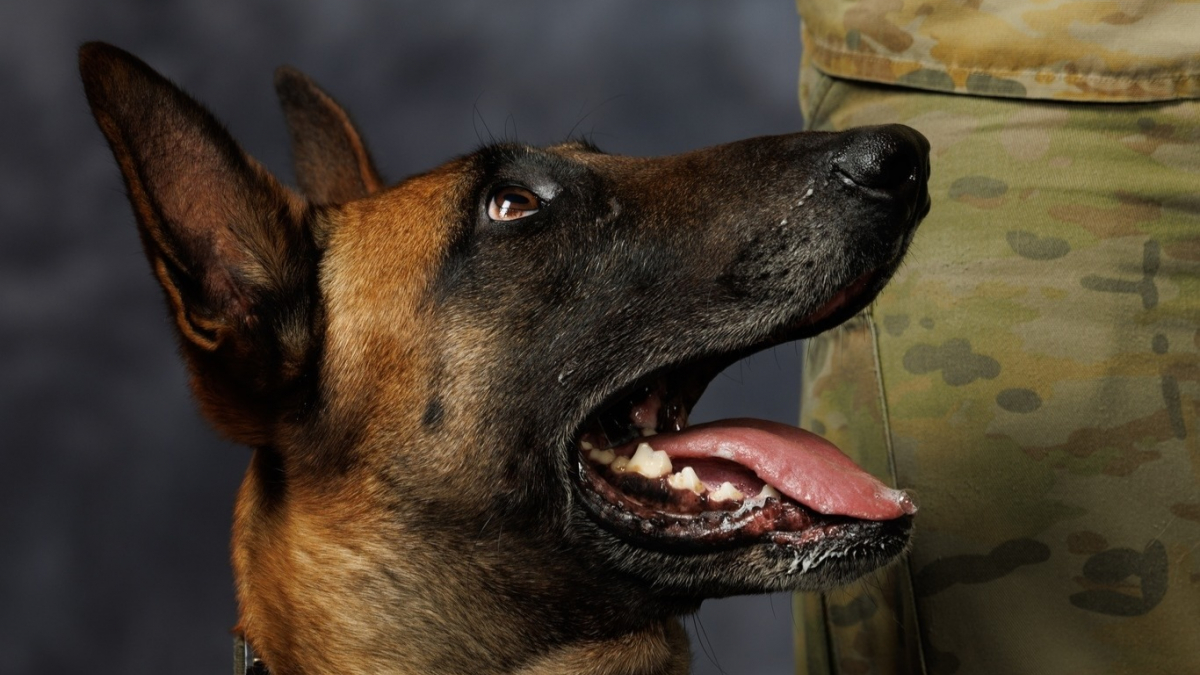 Illustration : "Pour ne pas être séparé du Malinois qui l'accompagnait en mission, ce maître-chien décide de l'adopter et de lui offrir une retraite dorée"