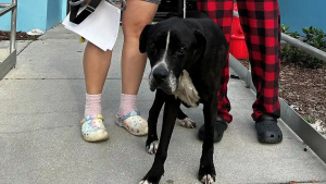 Illustration : D'abord sceptique en apprenant le sauvetage de son chien disparu 5 ans plus tôt, elle est submergée par l'émotion lors des retrouvailles