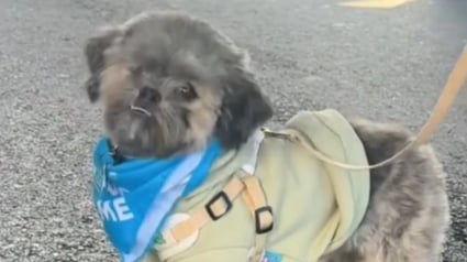 Illustration : Triste d'&ecirc;tre ignor&eacute; lors d'un &eacute;v&eacute;nement d'adoption, ce petit chien retrouve le sourire gr&acirc;ce &agrave; une simple vid&eacute;o