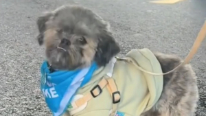 Illustration : Triste d'être ignoré lors d'un événement d'adoption, ce petit chien retrouve le sourire grâce à une simple vidéo