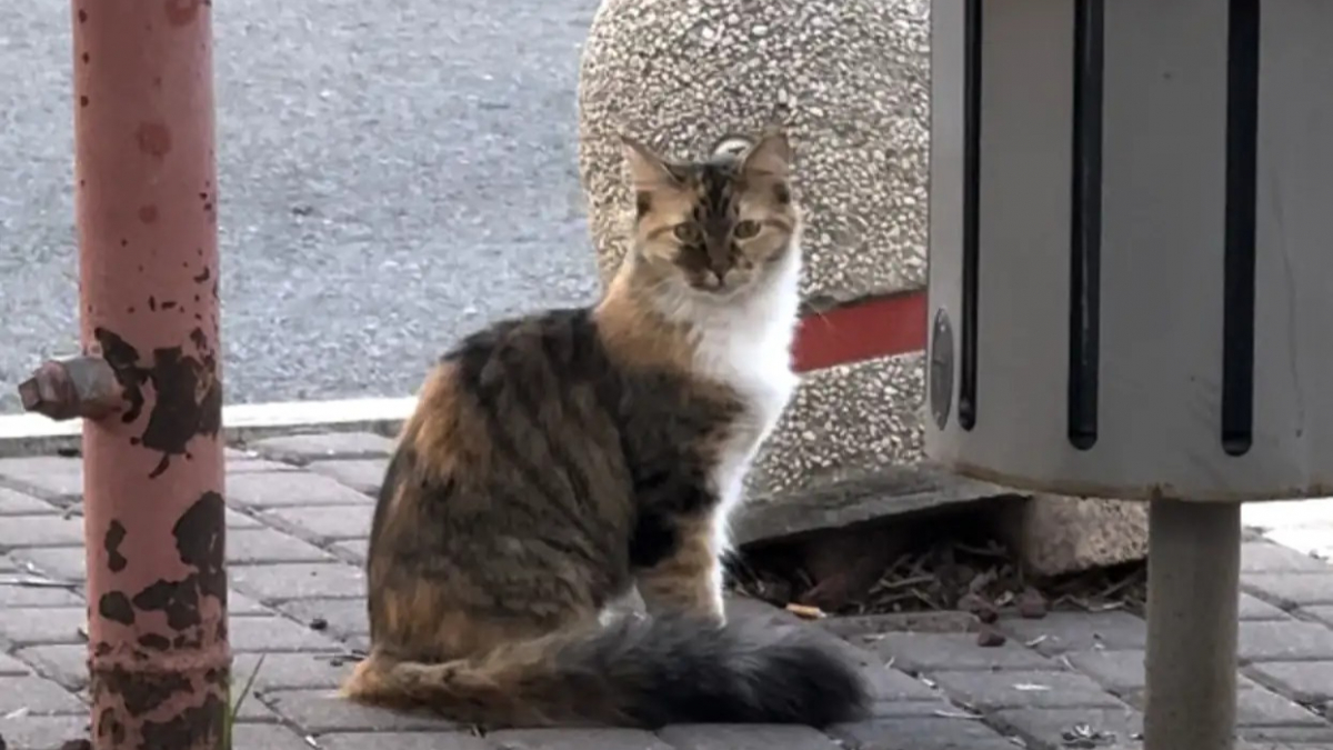 Illustration : "« Elle nous a choisis… », une chatte solitaire attire l’attention d’une femme sur une place animée et se fait une amie pour toujours (vidéo)"