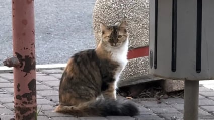 Illustration : &laquo; Elle nous a choisis&hellip; &raquo;, une chatte solitaire attire l&rsquo;attention d&rsquo;une femme sur une place anim&eacute;e et se fait une amie pour toujours (vid&eacute;o)